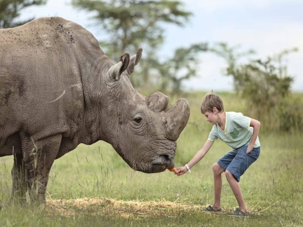 Nairobi: Ol Pejeta Conservancy | ®ExcursionMania