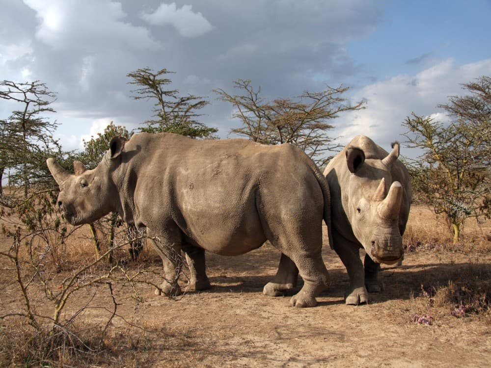 Ol Pejeta Conservancy