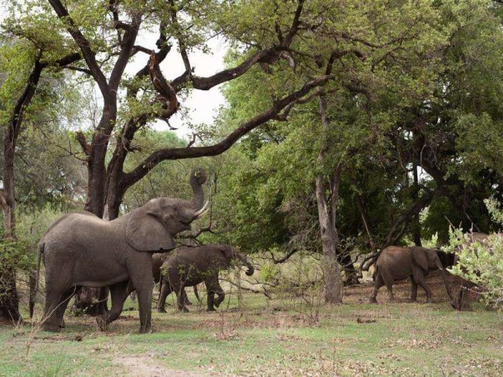 Livingstone: Mosi-oa-Tunya National Park | ®ExcursionMania