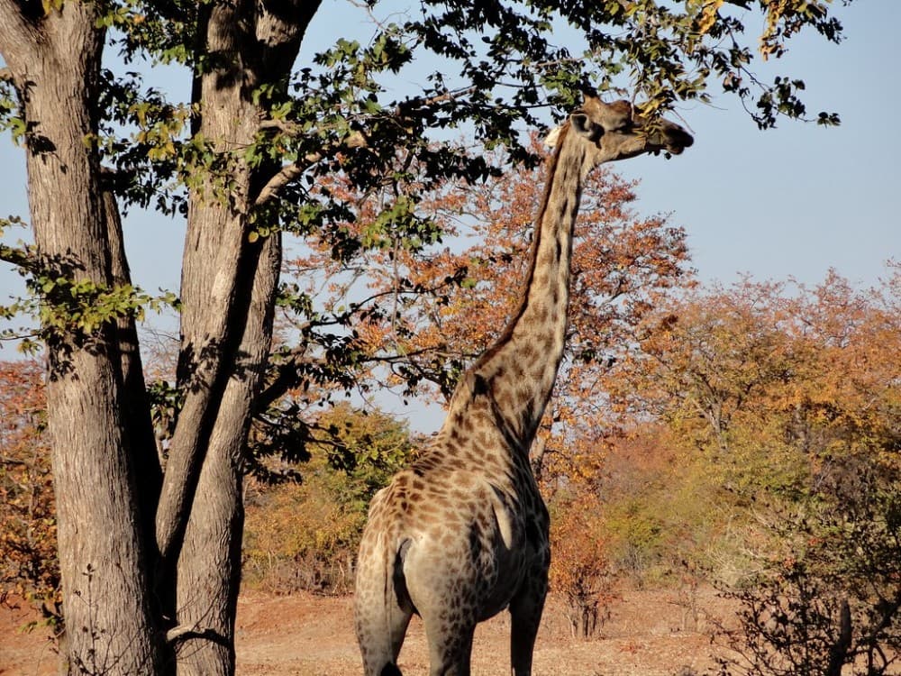 Mosi-oa-Tunya National Park