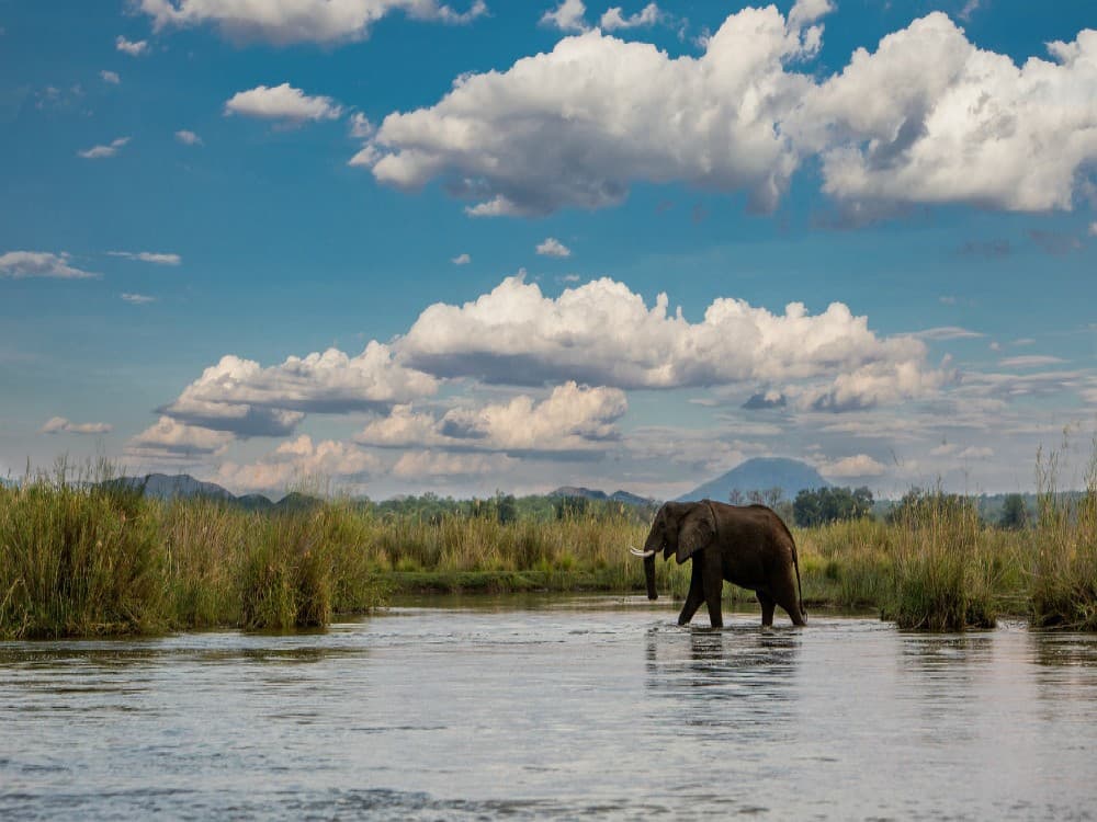 Lower Zambezi National Park