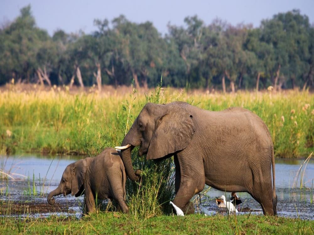 Livingstone: Lower Zambezi National Park | ®ExcursionMania