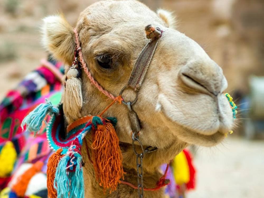 Cappadocia Camel Ride