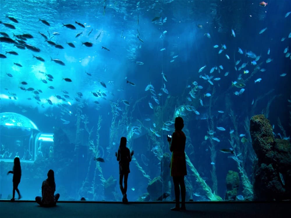 Poema del Mar Aquarium