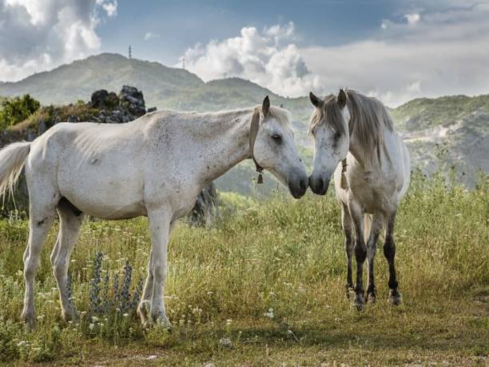 Lovcen National Park 