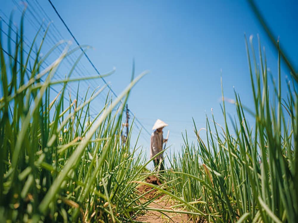 Tra Que Vegetable Village