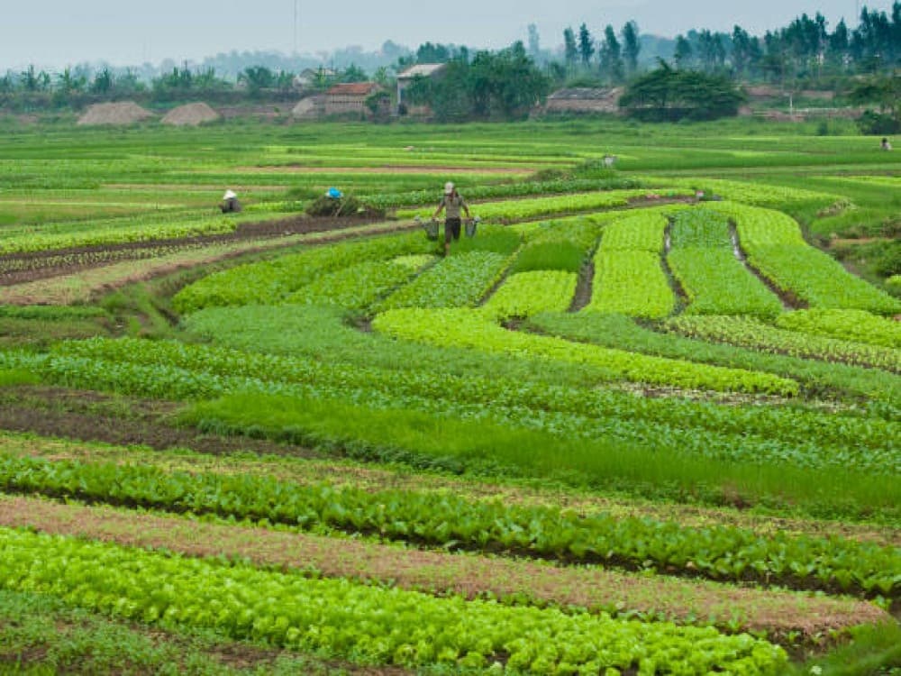 Tra Que Vegetable Village