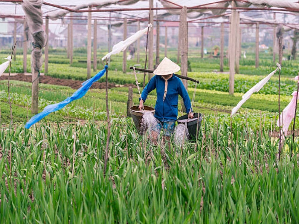 Tra Que Vegetable Village