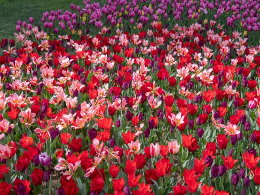 Cicek Pasaji (Flower Passage) 