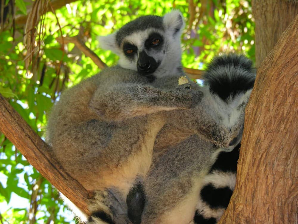 Monkey Park Tenerife