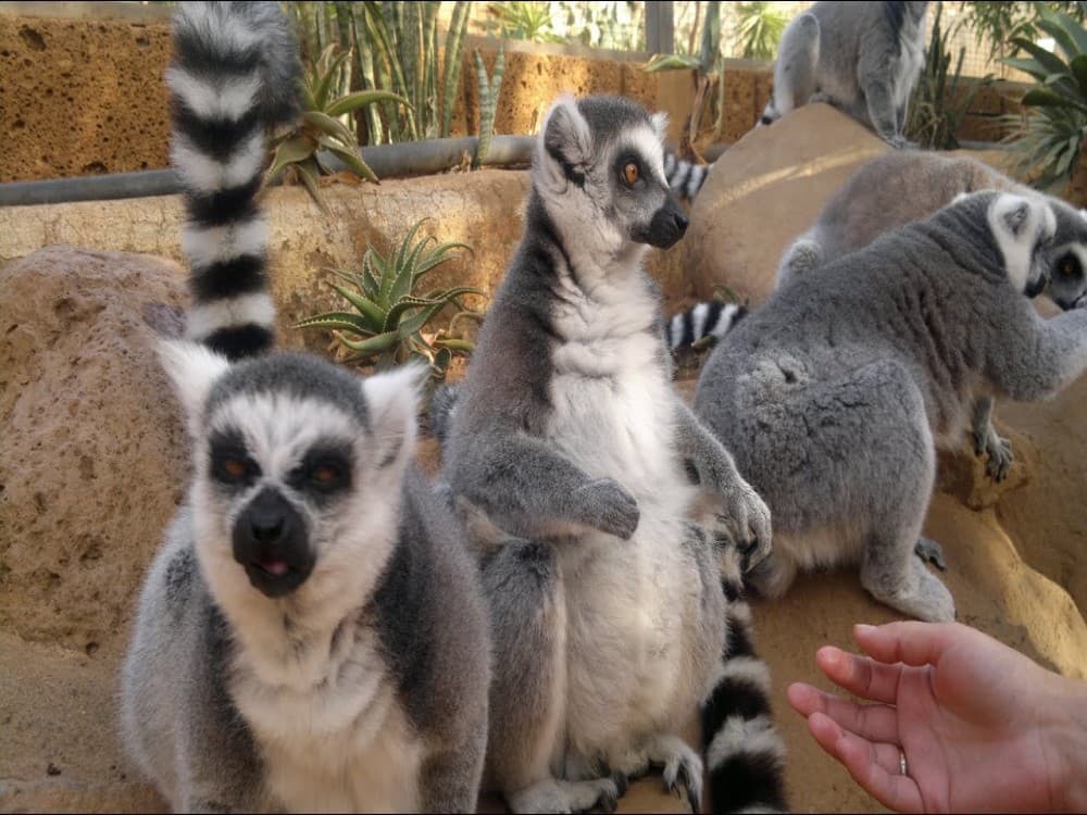 Monkey Park Tenerife