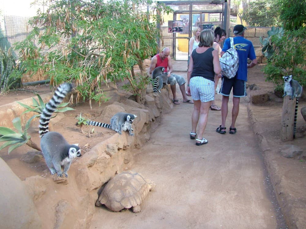 Monkey Park Tenerife