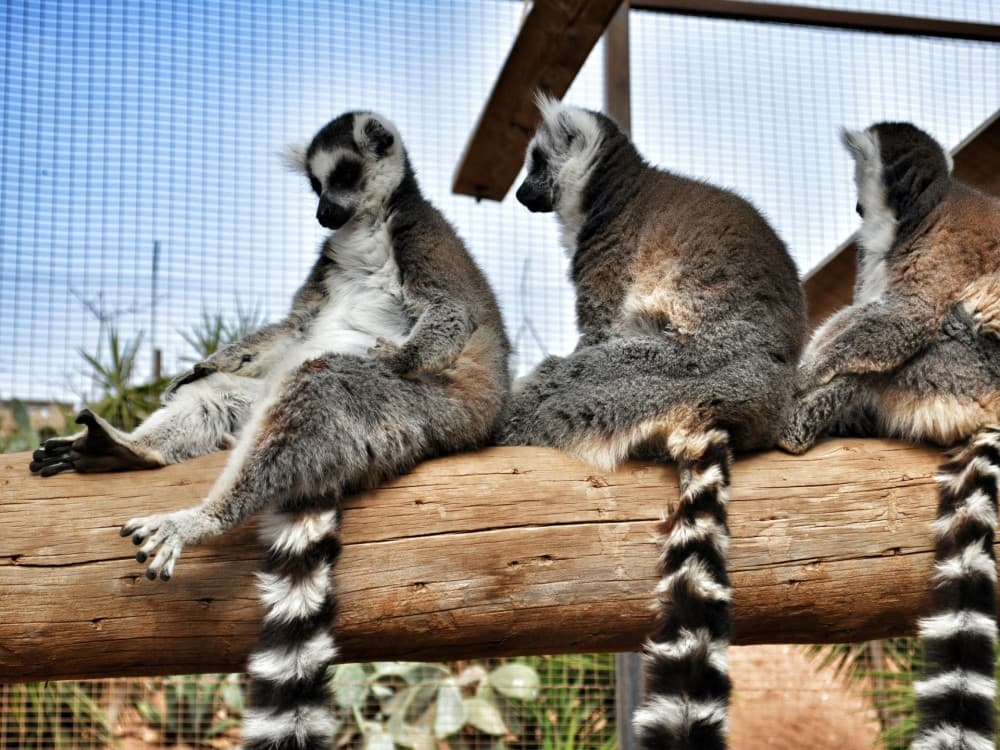 Tenerife: Monkey Park Tenerife | ®ExcursionMania