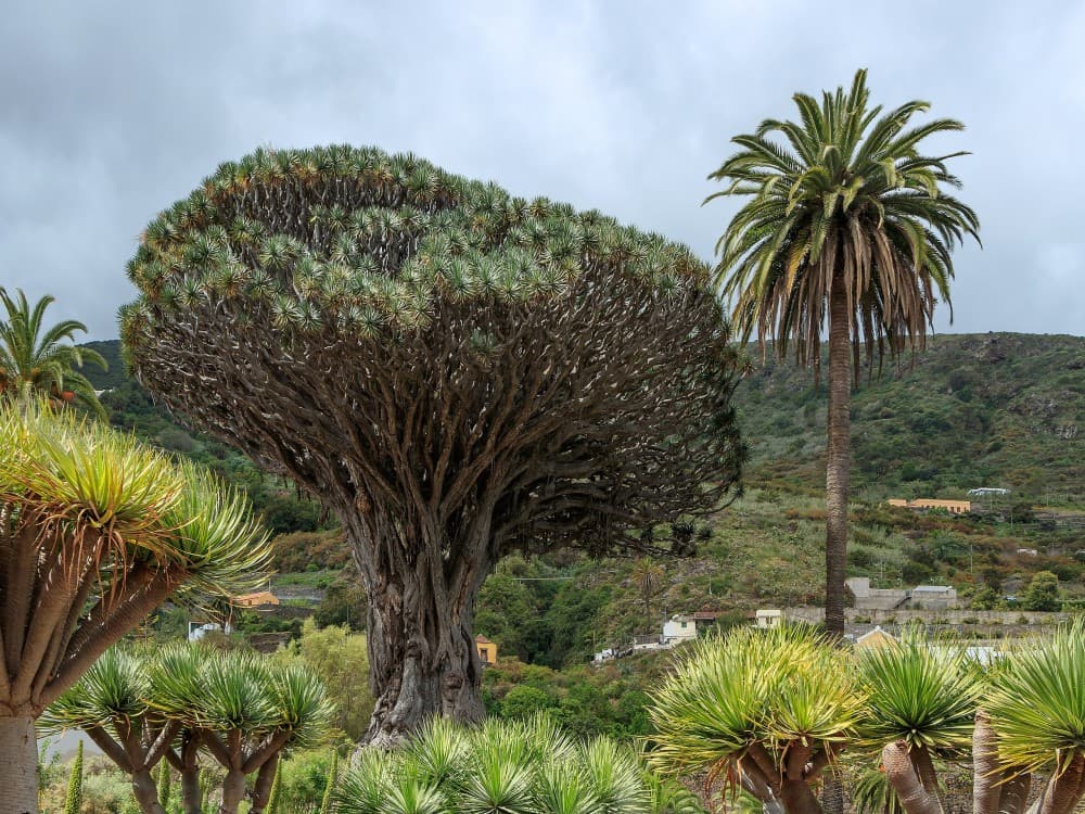 Tenerife: Drago Park | ®ExcursionMania