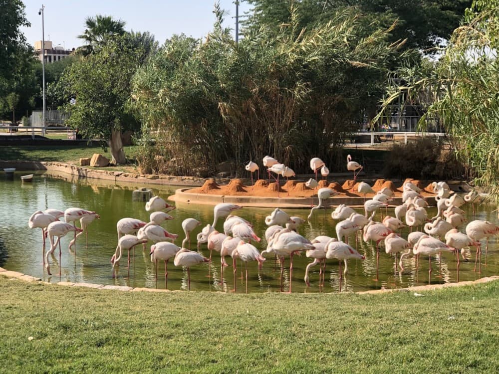 Riyadh: Riyadh Zoo | ®ExcursionMania