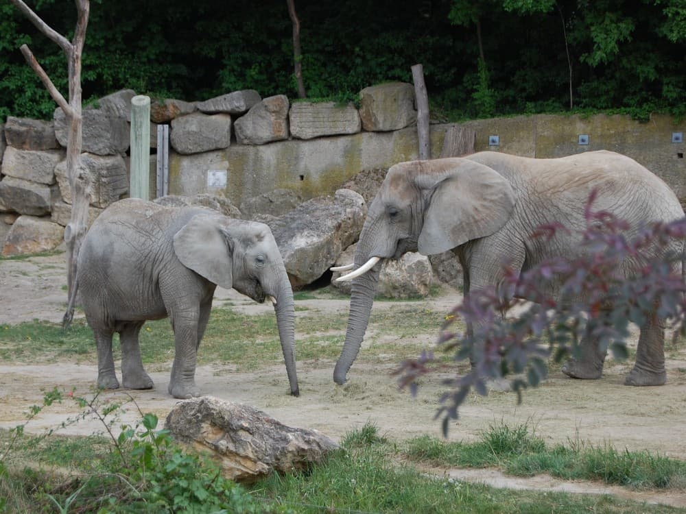 Schönbrunn Zoo