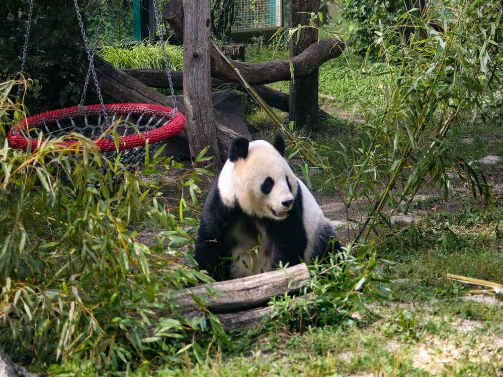 Schönbrunn Zoo