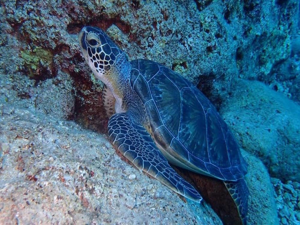 Olympos: Olympos Diving Center | ®ExcursionMania