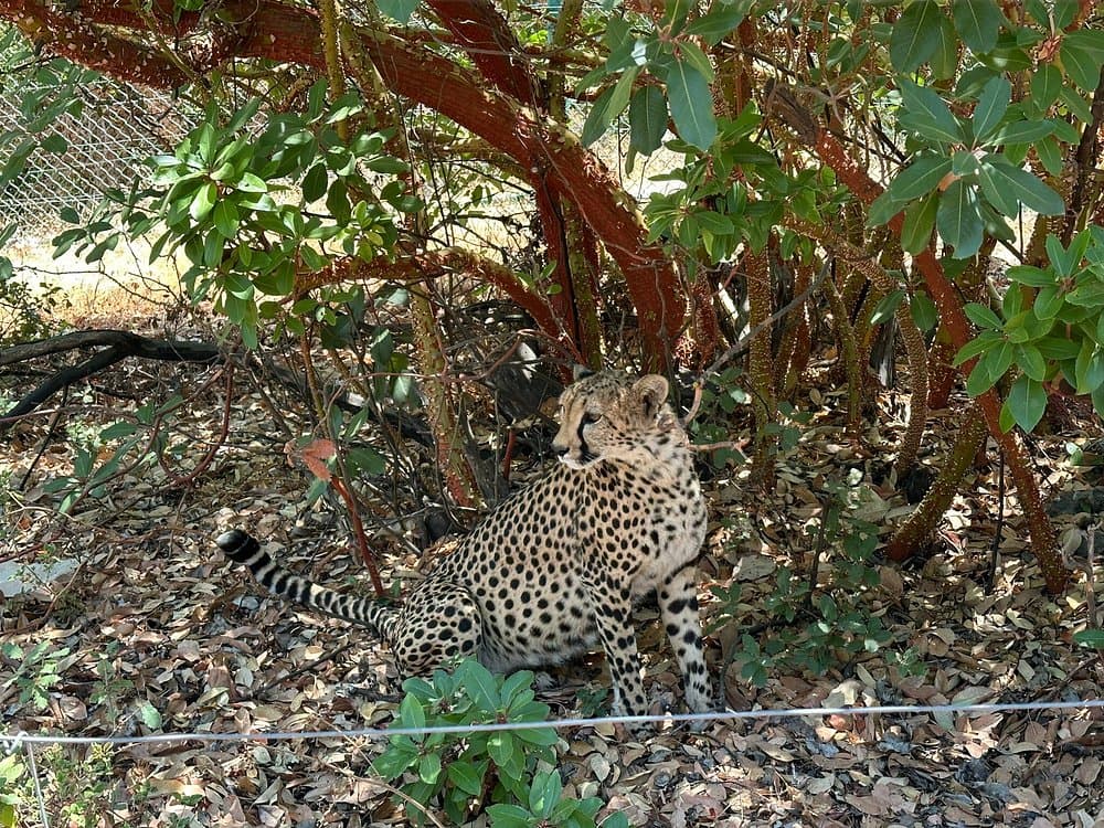 Al Ma'wa for Nature and Wildlife