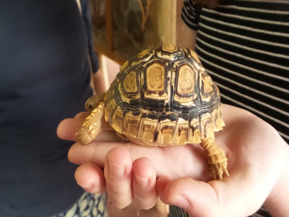 CARACAL Biodiversity Center