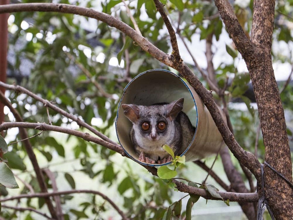 Kasane: CARACAL Biodiversity Center | ®ExcursionMania