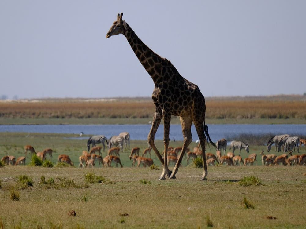 Steenbok Safari