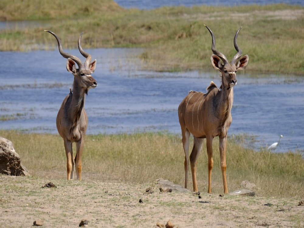 Steenbok Safari