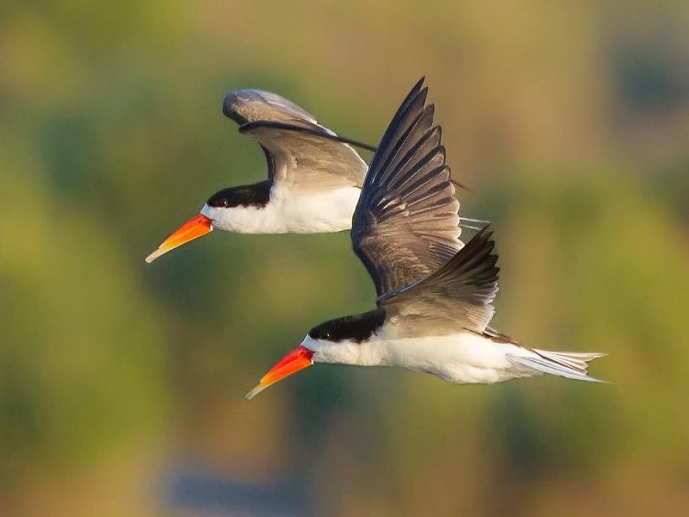 Kasane: Steenbok Safari | ®ExcursionMania