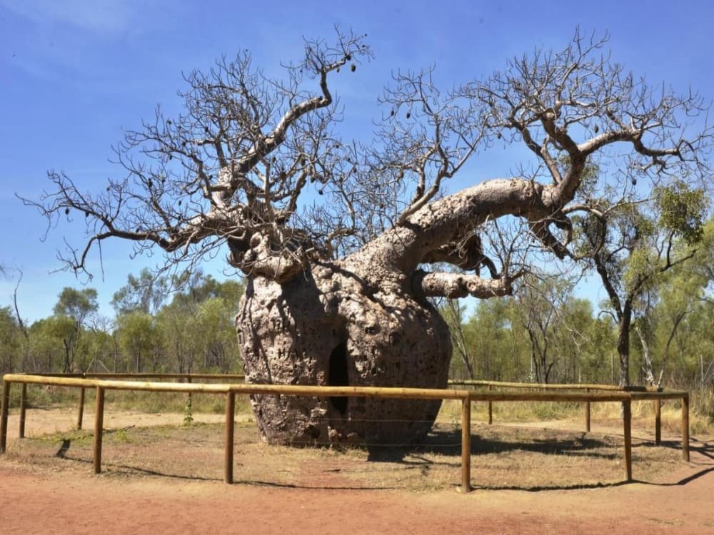 Boab Prison Tree