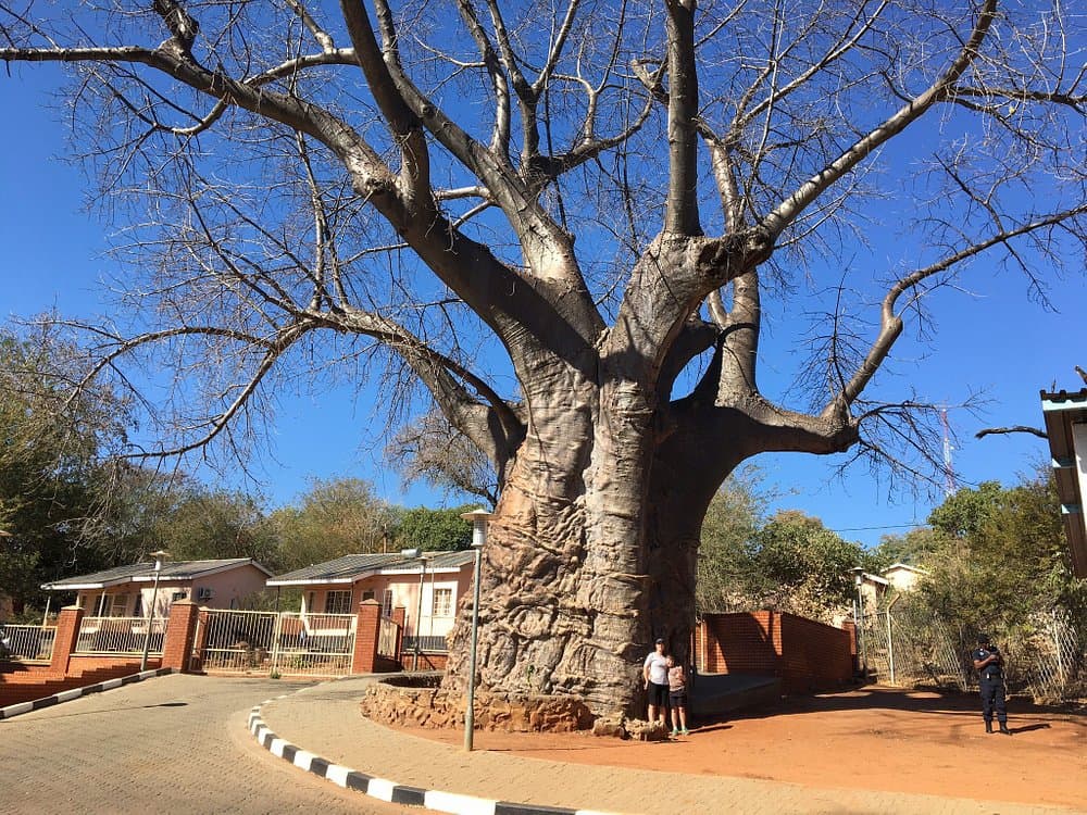 Boab Prison Tree