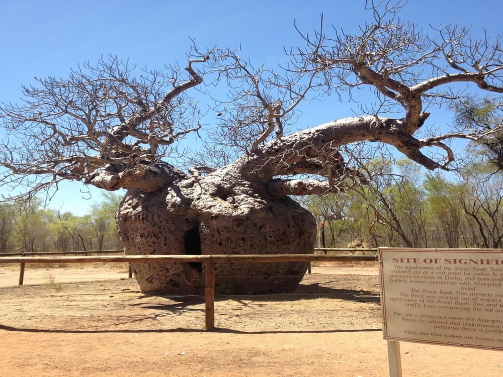 Boab Prison Tree