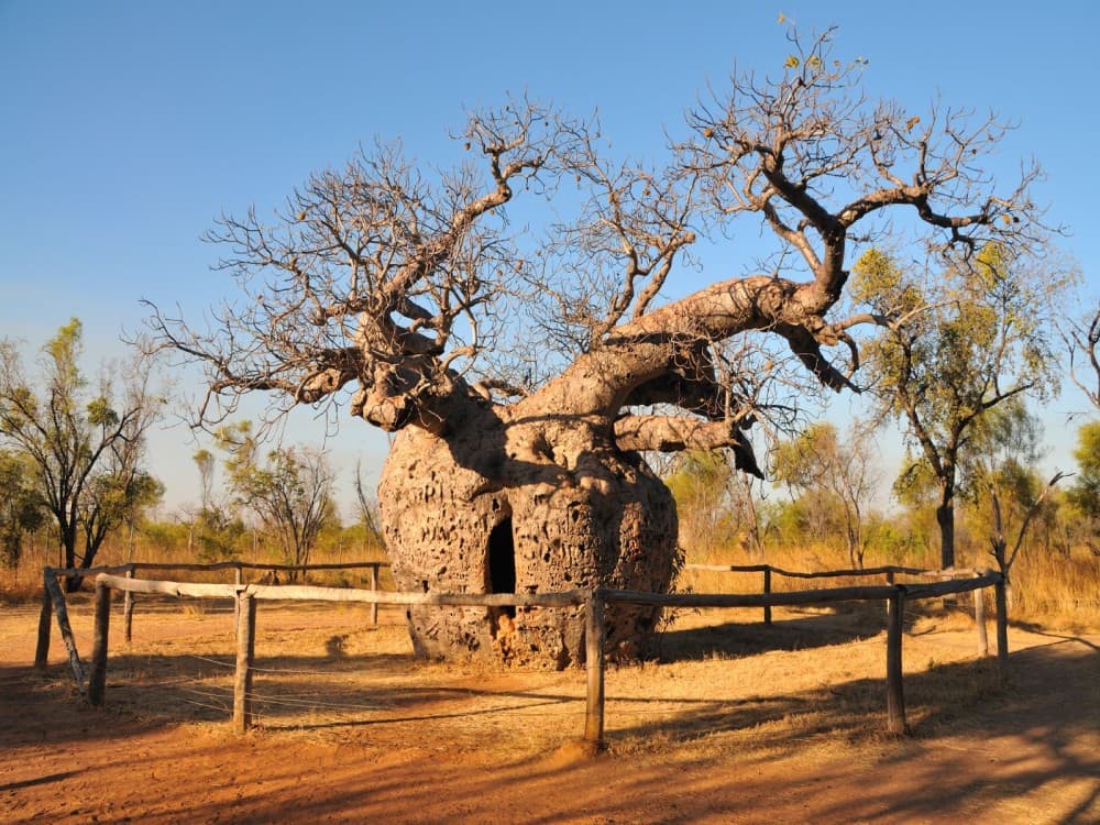 Boab Prison Tree