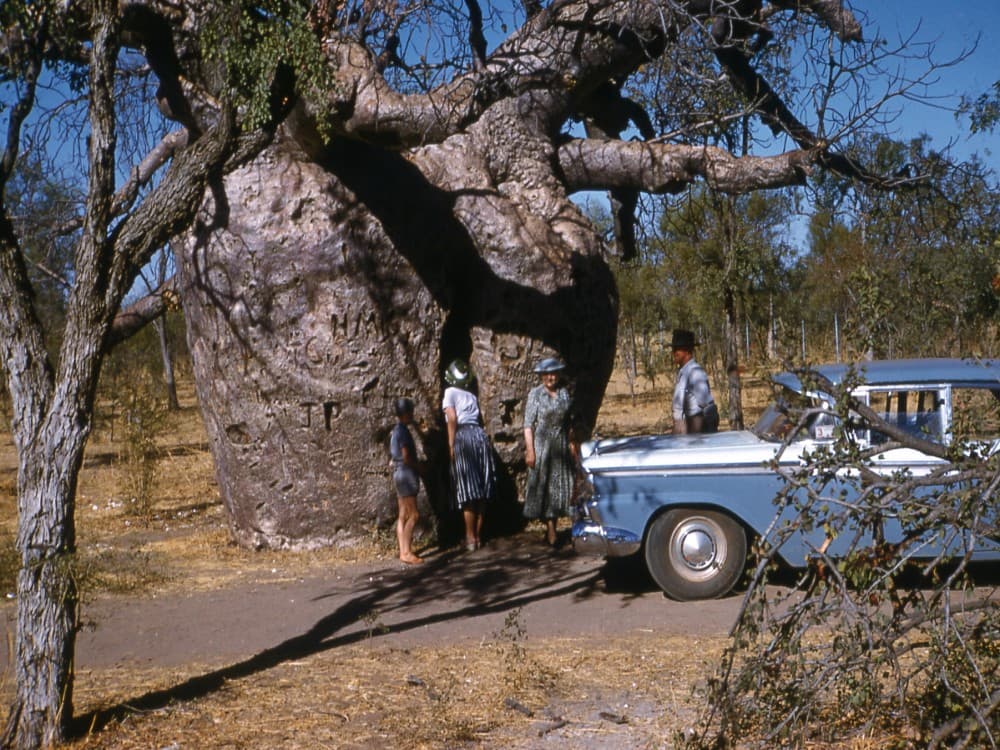 Boab Prison Tree