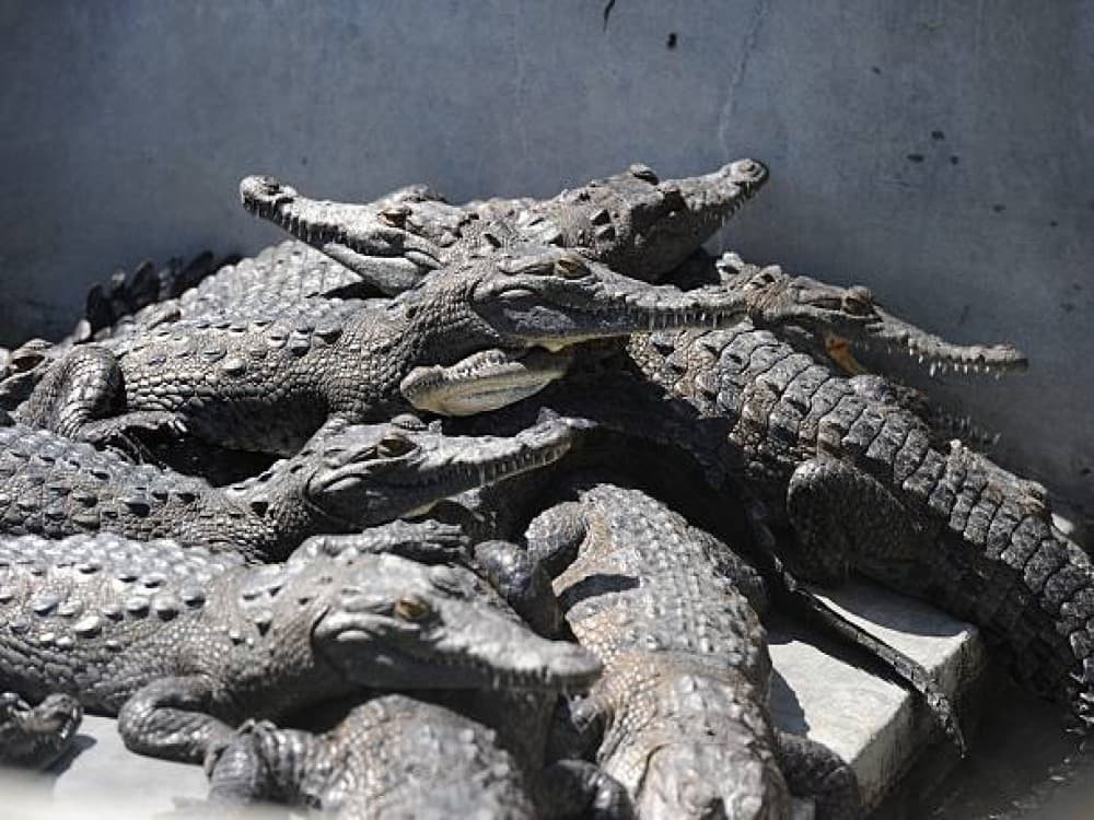 Chobe Crocodile Farm