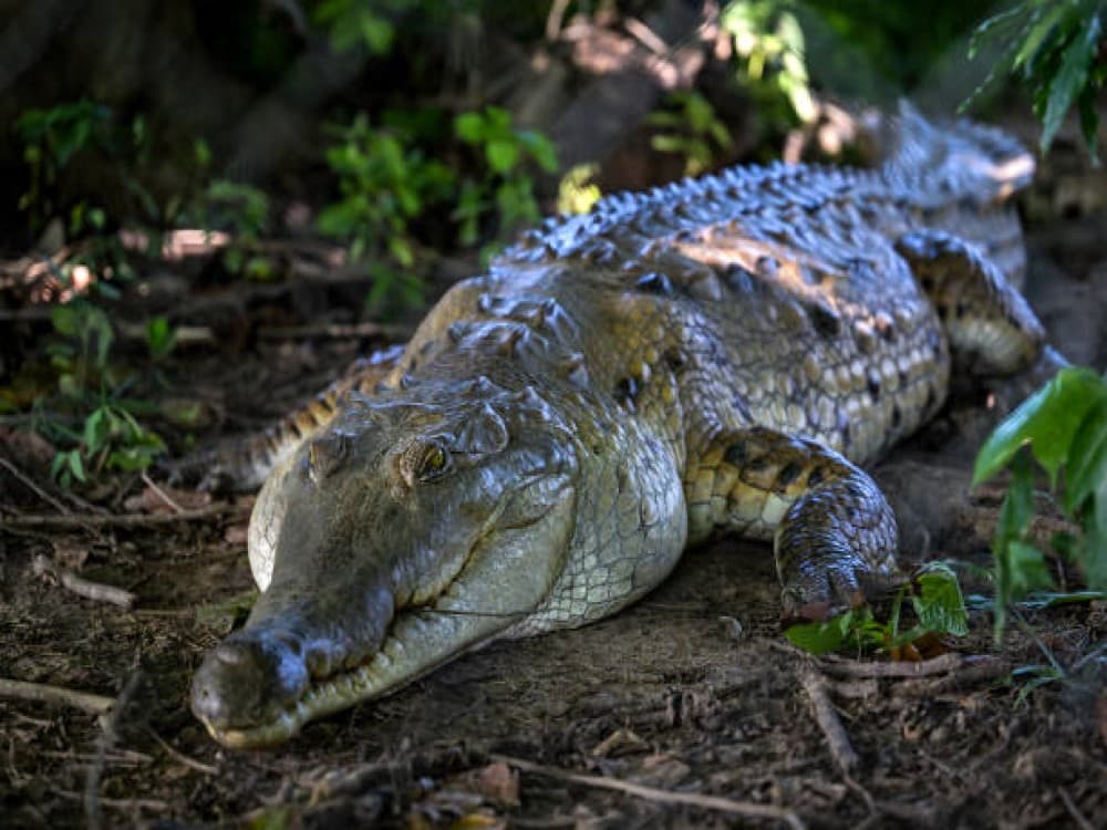 Kasane: Chobe Crocodile Farm | ®ExcursionMania