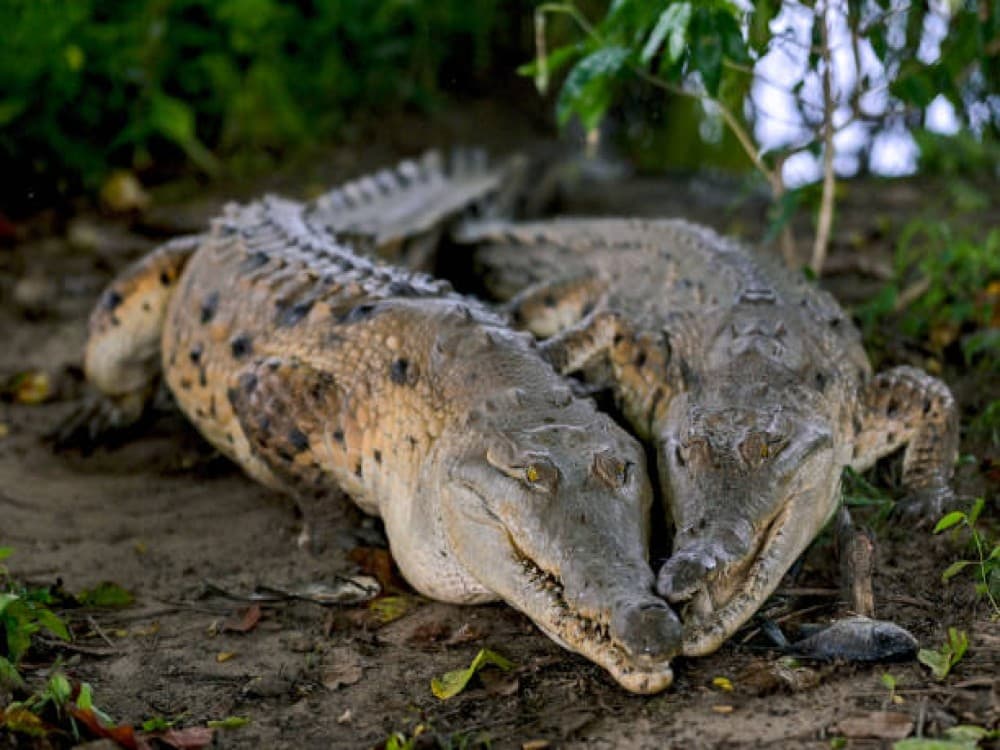 Chobe Crocodile Farm