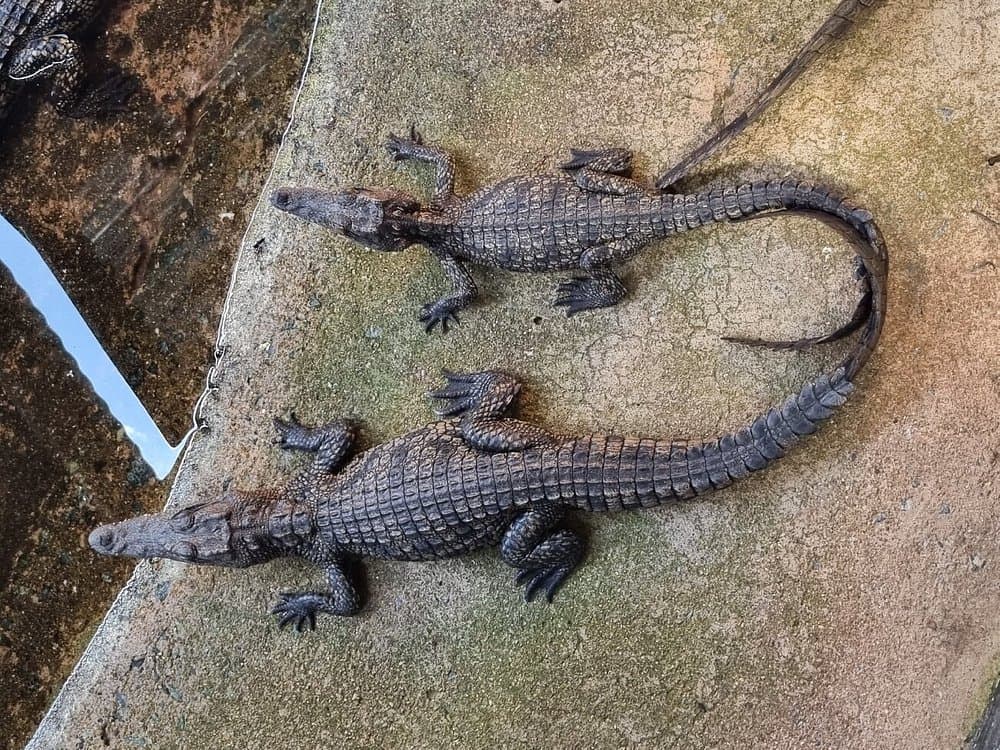 Chobe Crocodile Farm