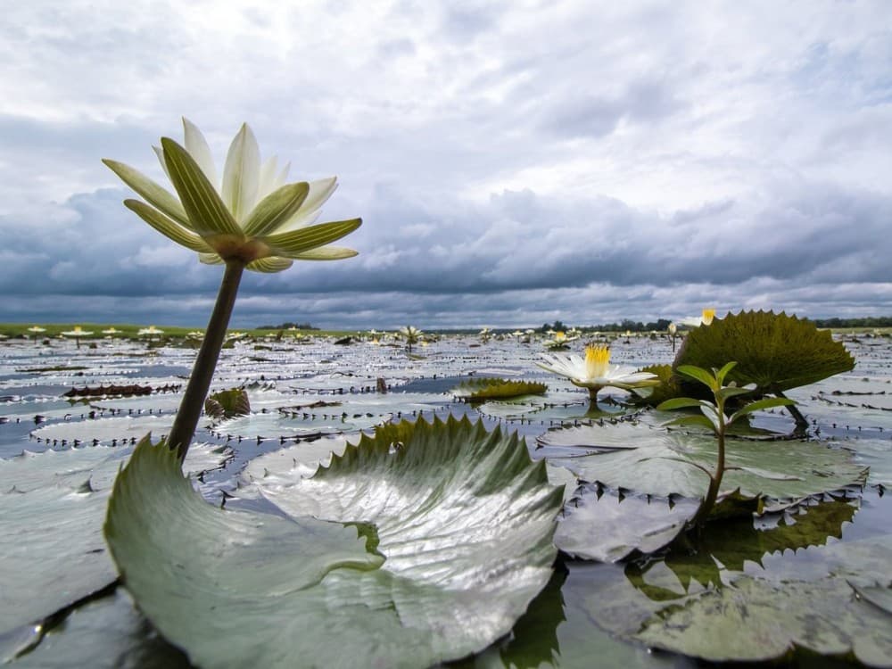 Pangolin Photo Safaris