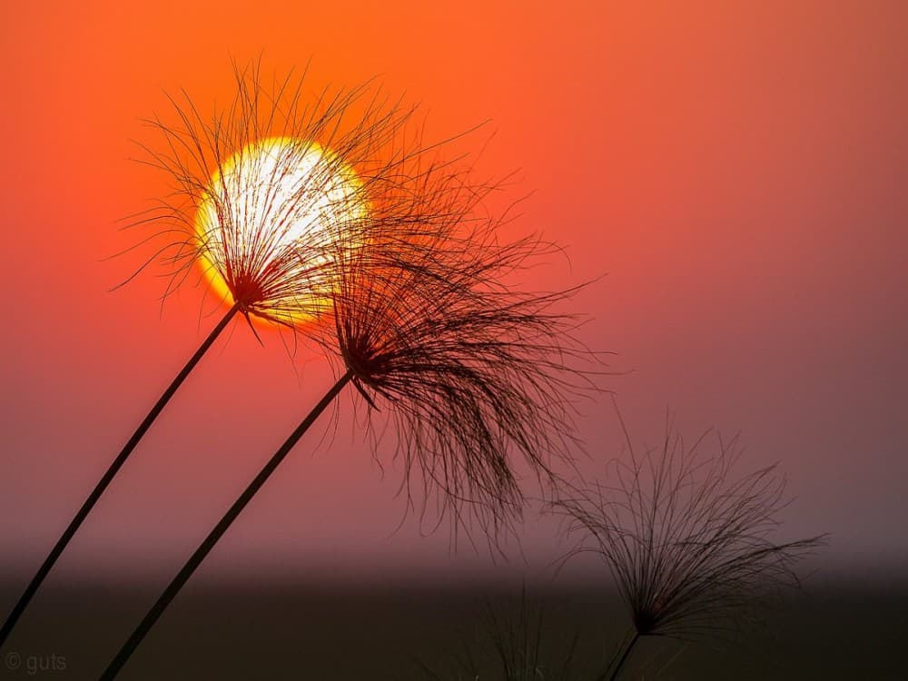Pangolin Photo Safaris