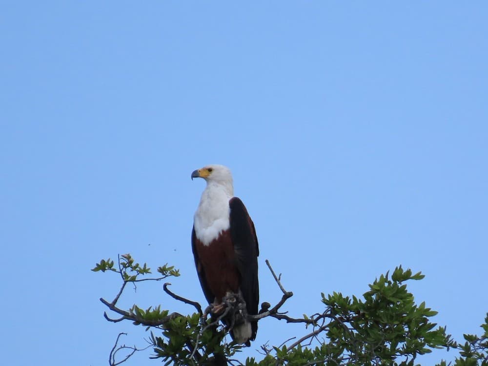 Kasane: Chobe River Boat Cruises | ®ExcursionMania