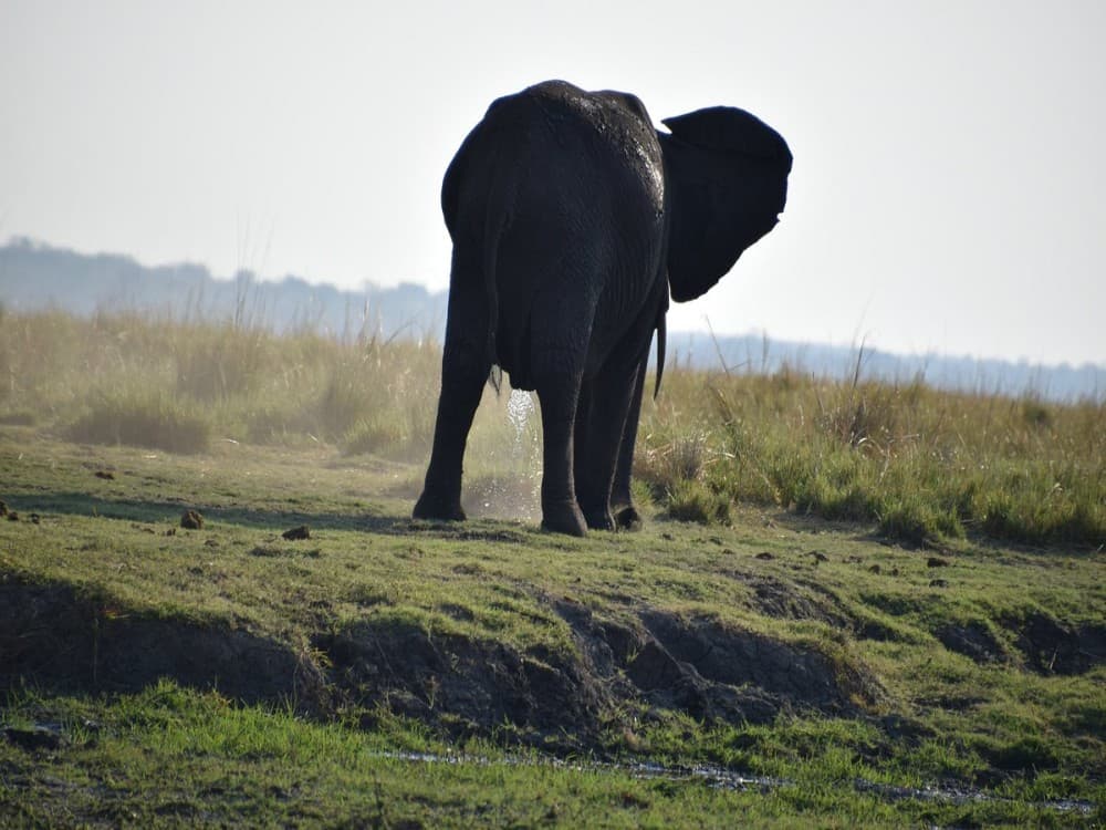 Chobe River Boat Cruises