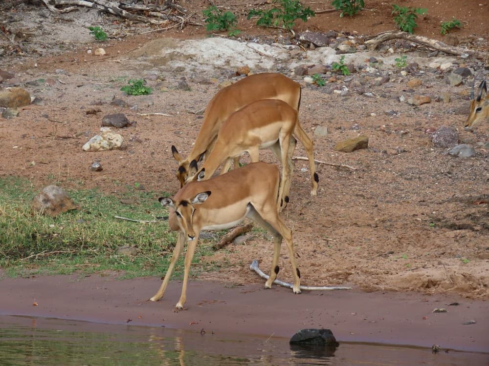 Chobe River Boat Cruises