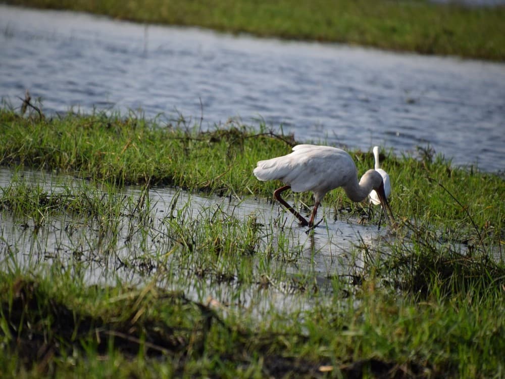 Chobe River Boat Cruises