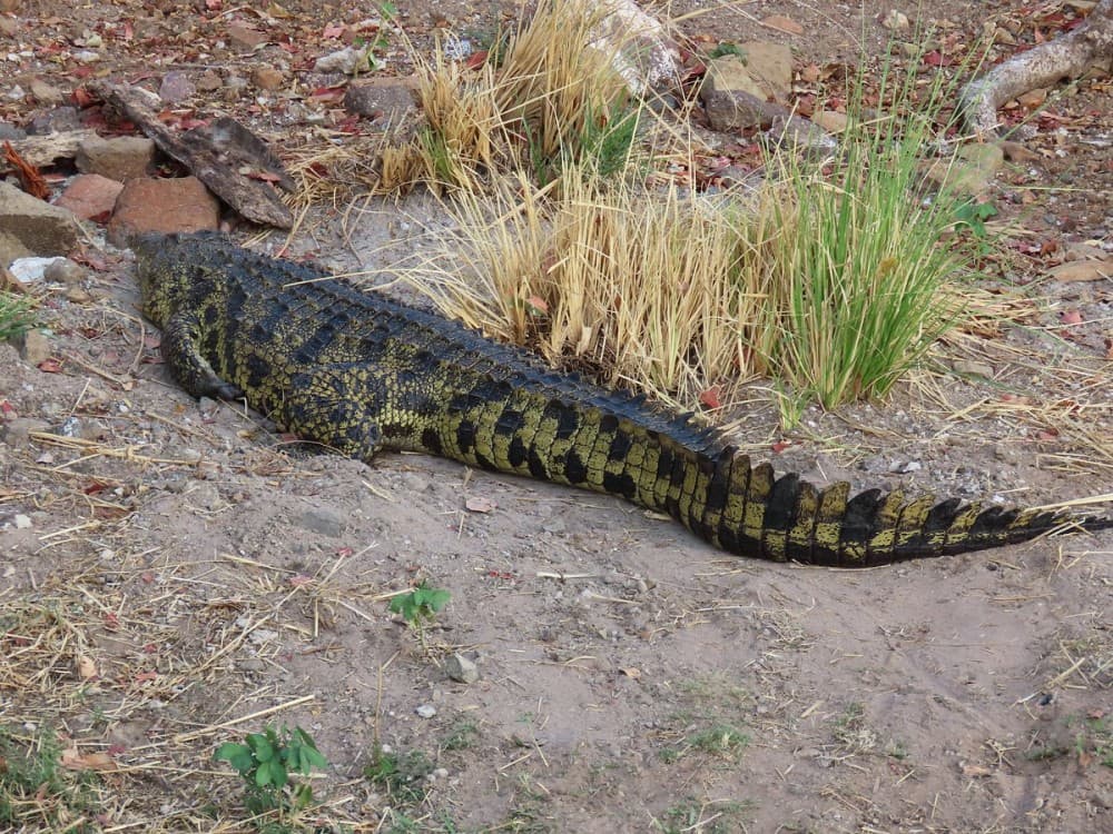 Chobe River Boat Cruises