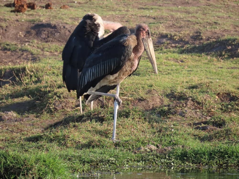 Chobe River Boat Cruises