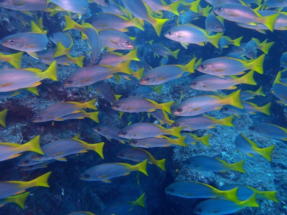 Santo Antao Scuba Diving