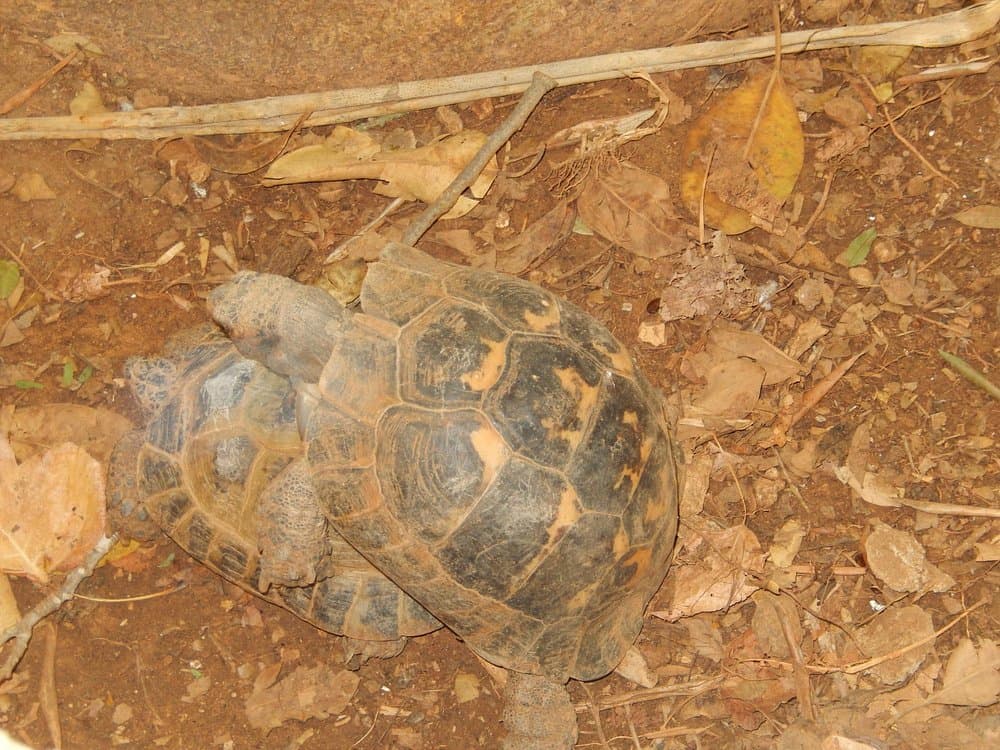 Parque Zoológico De Lagos