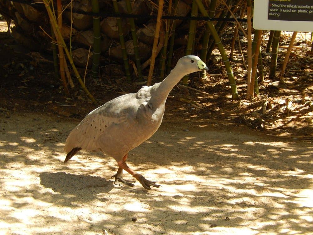 Parque Zoológico De Lagos