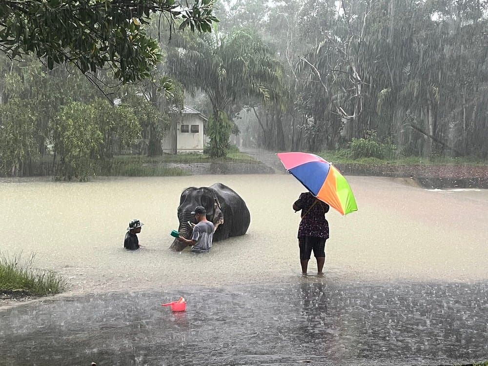 Supaporn Elephant Camp