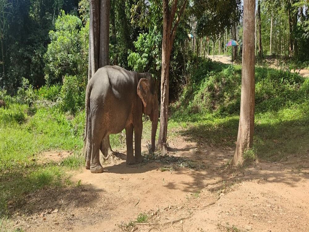 Supaporn Elephant Camp